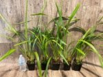 Cymbidium Milton Carpenter 'Everglades Gold' AM/AOS (3.5" pot) - Image 3