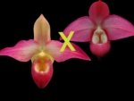 Phragmipedium QF Falling Star (Phrag. Ackers Comet x Phrag. Ekolu Quintal) (3.5” Pot)