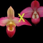 Phragmipedium QF Falling Star (Phrag. Ackers Comet x Phrag. Ekolu Quintal) (3.5” Pot)