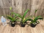 In Spike - Phragmipedium QF Falling Star (Phrag. Ackers Comet x Phrag. Ekolu Quintal) (3.5” Pot) - Image 2