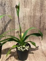In Spike - Phragmipedium QF Falling Star (Phrag. Ackers Comet x Phrag. Ekolu Quintal) (3.5” Pot) - Image 6