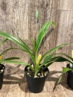 In Spike - Phragmipedium QF Falling Star (Phrag. Ackers Comet x Phrag. Ekolu Quintal) (3.5” Pot) - Image 5