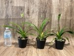 In Spike - Phragmipedium QF Falling Star (Phrag. Ackers Comet x Phrag. Ekolu Quintal) (3.5” Pot) - Image 3