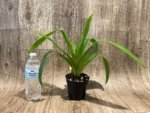 Phragmipedium QF Falling Star (Phrag. Ackers Comet x Phrag. Ekolu Quintal) (3.5” Pot) - Image 2