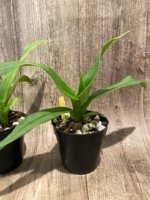 Phragmipedium Kelly Nash (Eric Young × fischeri) (3.5”Pot) - Image 6