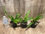 Phragmipedium Kelly Nash (Eric Young × fischeri) (3.5”Pot) - Image 3