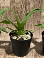 Phragmipedium Ackers Starlight (3.5” Pot) - Image 3