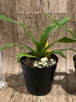Phragmipedium Ackers Starlight (3.5” Pot) - Image 5