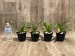 Phragmipedium Ackers Starlight (3.5” Pot) - Image 8