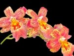 Oip. Celtic Sun x Burgundian 'Bizarro' (3.5" Pot) - Image 2