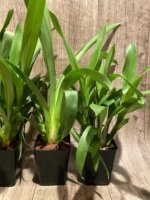 Oip. Celtic Sun x Burgundian 'Bizarro' (3.5" Pot) - Image 7