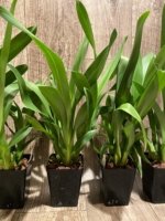 Oip. Celtic Sun x Burgundian 'Bizarro' (3.5" Pot) - Image 6