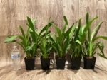 Oip. Celtic Sun x Burgundian 'Bizarro' (3.5" Pot) - Image 3