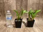 Oncidium Sweet Ears 'Big Shot (3.5” Pot) - Image 3