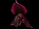 In Spike Paphiopedilum fairrieanum × Shunan Pride (3.5" pot) - Image 2
