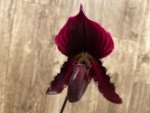 In Spike Paphiopedilum fairrieanum × Shunan Pride (3.5" pot) - Image 3