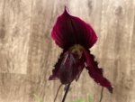 In Spike Paphiopedilum fairrieanum × Shunan Pride (3.5" pot) - Image 4