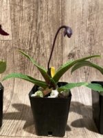 In Spike Paphiopedilum fairrieanum × Shunan Pride (3.5" pot) - Image 8