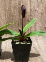 In Spike Paphiopedilum fairrieanum × Shunan Pride (3.5" pot) - Image 9