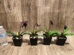 In Spike Paphiopedilum fairrieanum × Shunan Pride (3.5" pot) - Image 10