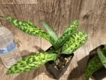 Paphiopedilum Calico Kitty x superbiens v. curtsii (3.5” pot) - Image 8