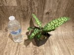 In Spike Paphiopedilum Calico Kitty x superbiens v. curtsii (3.5” pot) - Image 6