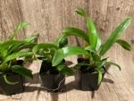 Howeara Lava Burst ‘Puanani’ AM/AOS Blooming Size (3.5” pot) - Image 6