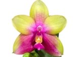 In Bloom Phalaenopsis Yaphon Yellow Queen (2.5” Pot) - Image 2