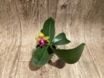 In Bloom Phalaenopsis Yaphon Yellow Queen (2.5” Pot) - Image 5