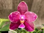 In Spikes Fragrant Phalaenopsis Aillao Princess Gerb (2.5” Pot)