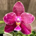 In Spikes Fragrant Phalaenopsis Aillao Princess Gerb (2.5” Pot)