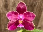 In Spikes Fragrant Phalaenopsis Aillao Princess Gerb (2.5” Pot) - Image 2