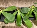 In Spikes Fragrant Phalaenopsis Aillao Princess Gerb (2.5” Pot) - Image 4