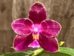 In Spikes Fragrant Phalaenopsis Aillao Princess Gerb (2.5” Pot) - Image 3