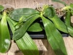 In Spikes Fragrant Phalaenopsis Aillao Princess Gerb (2.5” Pot) - Image 5