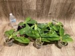 In Spikes Fragrant Phalaenopsis Aillao Princess Gerb (2.5” Pot) - Image 11