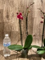 Double Spikes Phalaenopsis Red Sun (3” Pot) - Image 6