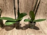 Double Spikes Phalaenopsis Red Sun (3” Pot) - Image 9