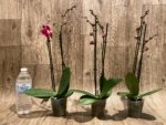 Double Spikes Phalaenopsis Red Sun (3” Pot) - Image 4