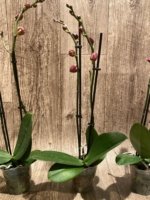 Double Spikes Phalaenopsis Red Sun (3” Pot) - Image 7