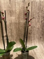 Double Spikes Phalaenopsis Red Sun (3” Pot) - Image 8