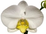 Double Spikes Phalaenopsis OX Royal Yellow (4.5" pot) - Image 2