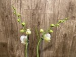 Double Spikes Phalaenopsis OX Royal Yellow (4.5" pot) - Image 6