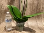 Double Spikes Phalaenopsis OX Royal Yellow (4.5" pot) - Image 8