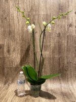 Double Spikes Phalaenopsis OX Royal Yellow (4.5" pot) - Image 4