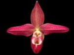 Phrag. Twilight Touch (Twllight 'Rising Rocket' x Hanne Popow 'Raspberry Velvet') (4” Pot)