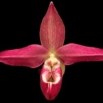 Phrag. Twilight Touch (Twllight 'Rising Rocket' x Hanne Popow 'Raspberry Velvet') (4” Pot)