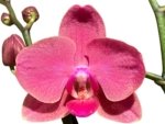 Double Spikes Phalaenopsis Red Sun (3” Pot) - Image 2