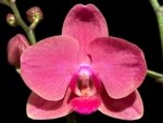 Double Spikes Phalaenopsis Red Sun (3” Pot)