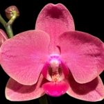Double Spikes Phalaenopsis Red Sun (3” Pot)